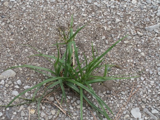 nutsedge 1jpgjpg